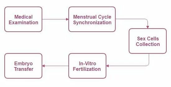 шаги суррогатного материнства. как проходит процесс суррогатного материнства